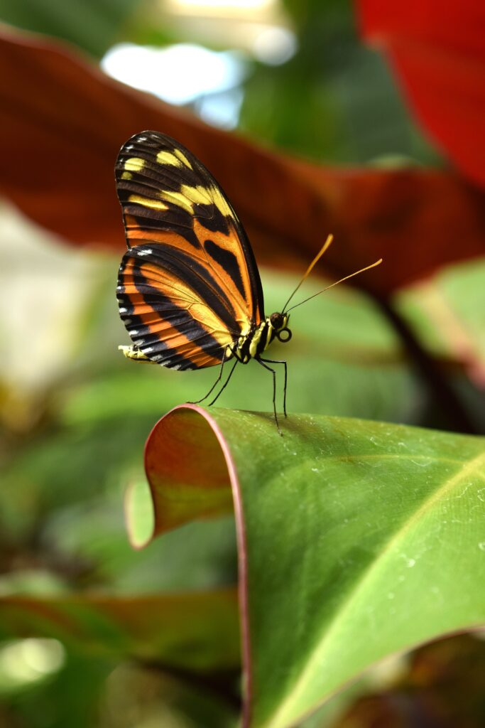 Borboleta