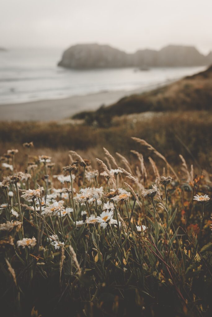 Paisagem com flores e mar ao fundo