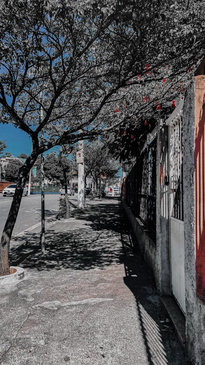 foto que tirei andando na calçada, mostra algumas árvores e a rua