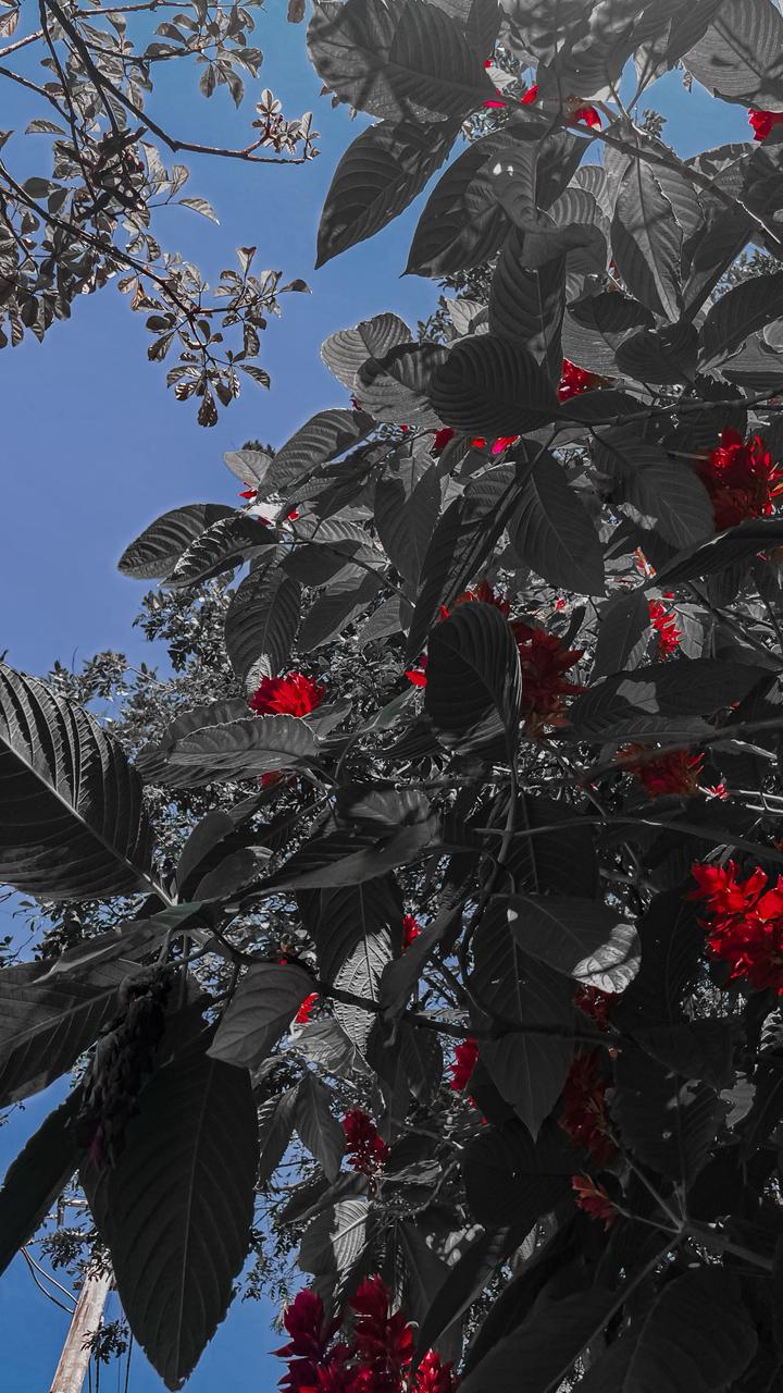 foto que tirei andando, de algumas folhas de árvore