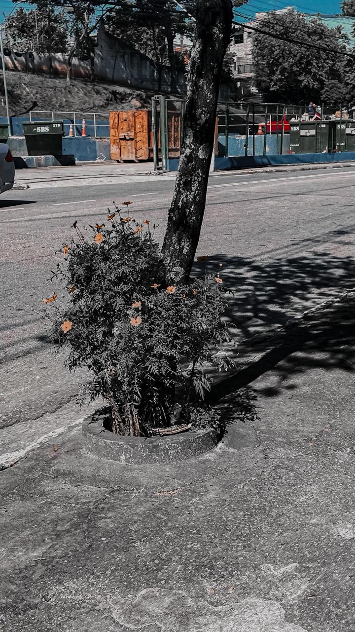 foto que tirei andando, de uma árvore