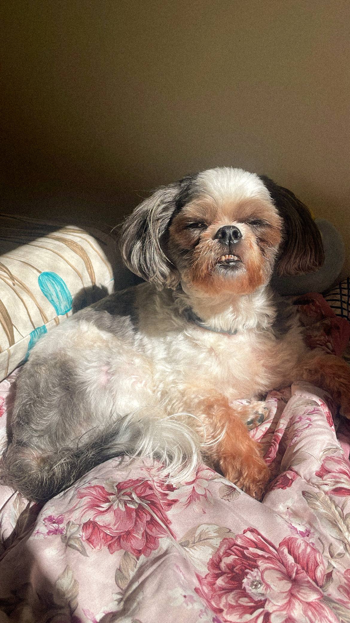 Cachorra shih-tzu, preta e branca, sentada em uma cama com os olhos semi cerrados enquanto toma sol